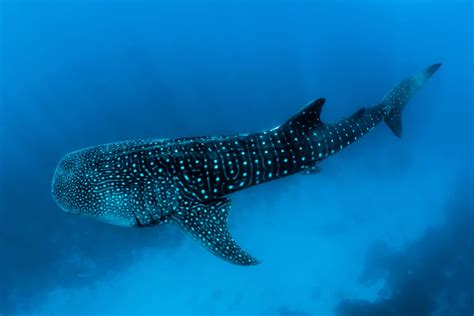 Swimming With Whale Sharks In Indonesia Aqua Expeditions