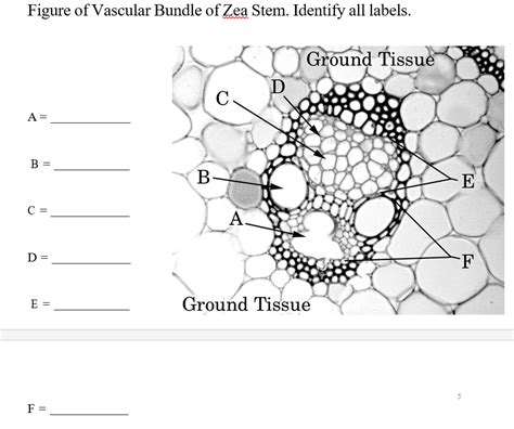 Solved Figure Of Vascular Bundle Of Zea Stem Identify All