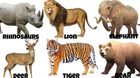 Wild Animals Pictures Sf Wallpaper