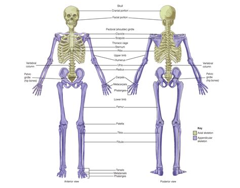 7 1 Divisions Of The Skeletal System Anatomy Physiology