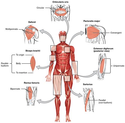 Parallel arrangements fusiform muscles circular muscles triangular muscles pennate arrangements unipennate muscles bipennate muscles multipennate muscles. This figure shows the human body with the major muscle groups labeled.
