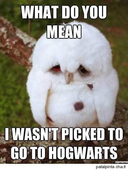 29 Funny Owl Memes That Are So Funny Theyre Actually A Hoot