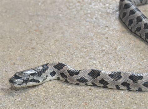 Saturdays Vintage Finds Juvenile Western Rat Snake
