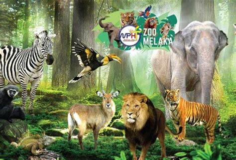Antaranya merekaboleh bekerjasama untuk mendapatkan makanan, melindungi antara satu sama lain, membina tempat perlindungan. Taja haiwan Zoo Melaka menerusi program Zoobilation ...