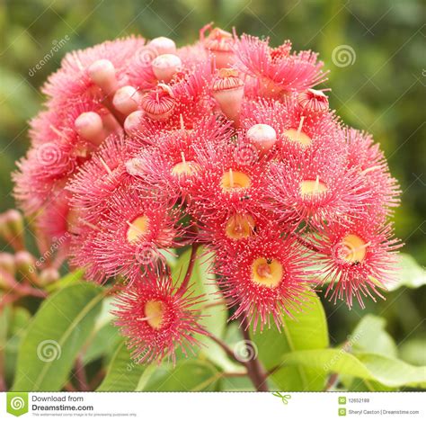 Pink Red Flowers Gum Tree Eucalyptus Phytocarpa Royalty
