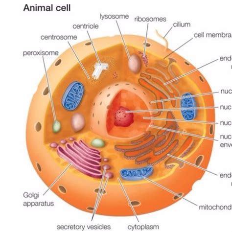 Plant cells also have chloroplasts which absorb light energy,this is vital for photosynthesis. Animal Cell 101 on Twitter: "Peroxisomes are small ...
