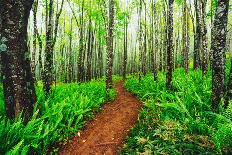 Makawao Forest Reserve, - Sports-Outdoors Review - Condé Nast Traveler