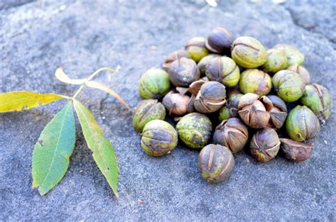 How To Identify And Eat Hickory Nuts Wild Edibles Wild Food Hickory