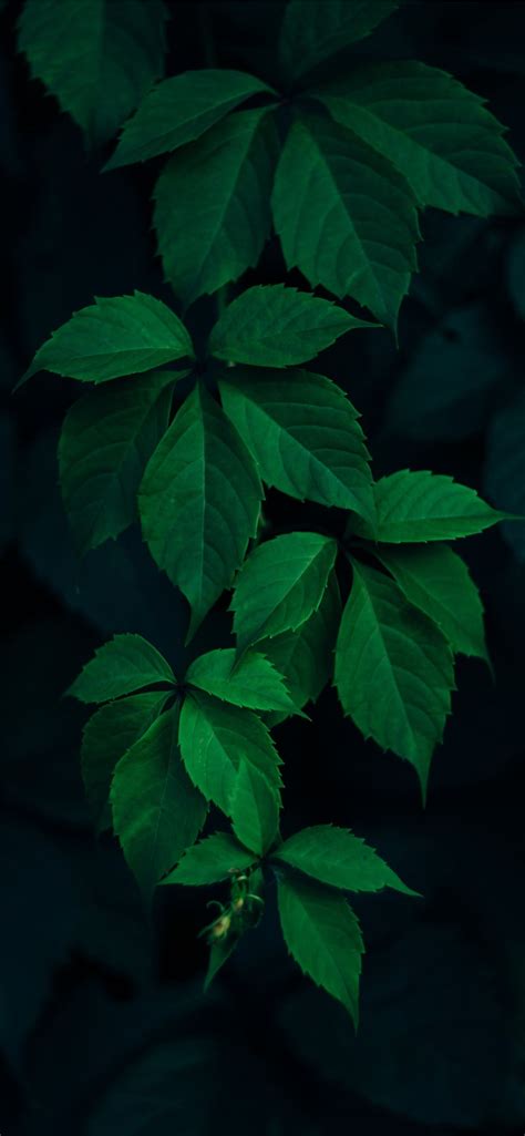Closeup Photo Of Green Leafed Plant Iphone 12 Wallpapers Free Download