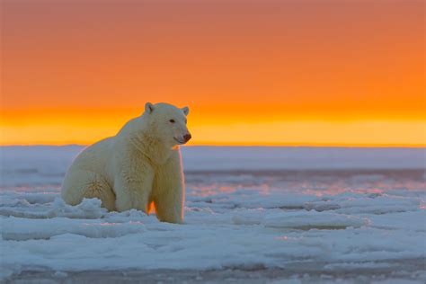 Animals Polar Bears Wallpapers Hd Desktop And Mobile