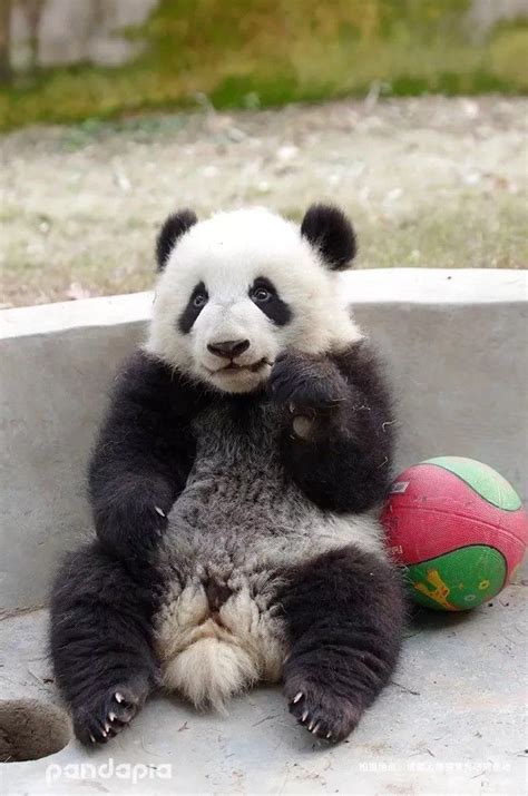 Giant Panda Meng Lan In 2016 At Chengdu Research Base Of Giant Panda