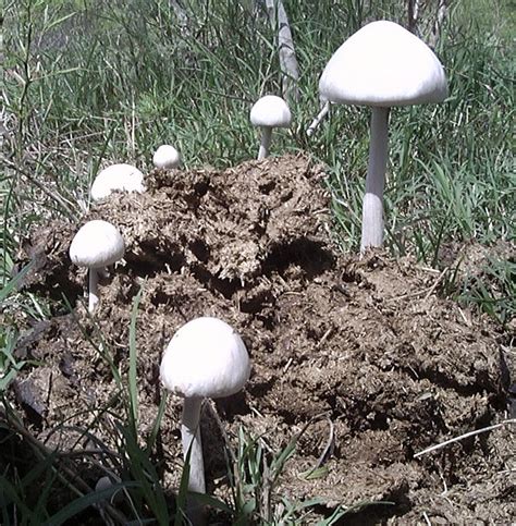 South Texas Mushroom Id Pic Mushroom Hunting And Identification