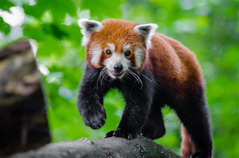 Wallpaper Small Panda Red Panda Cute Hd Widescreen High