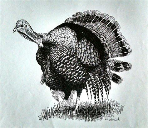 i warned everyone about the possibility of a lot of wild turkey drawings here is another pen