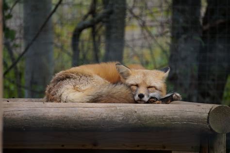 Sleepy Fox At Shubenacadie Provincial Wildlife Park Paulo O Flickr