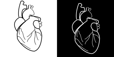 Schets Vector Tekening Van Een Menselijk Hart Illustratie Met Eenvoudige Lijnen In Twee Versies