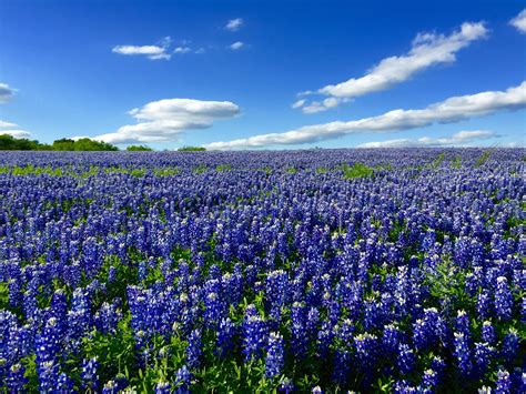 7 Of The Best Spots To See Texas Hill Countrys Bluebonnets Flipboard