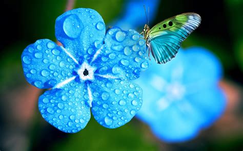 Download Wallpapers Myosotis 4k Macro Dew Blue Flowers