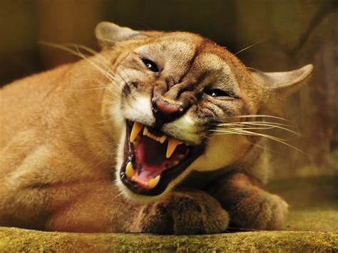 Below, you will find the main characteristics and differences between the animals people usually consider as the main big cats: PUMA