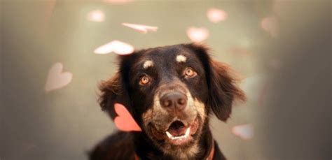 Que Significa Cuando Un Cachorro Lloriquea