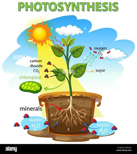 Photosynthesis Diagram With Plant And Sunlight Illustration Stock Photo