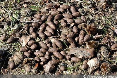 We did not find results for: Tierkot bestimmen: Kot im Garten von 14 Tieren erkennen ...