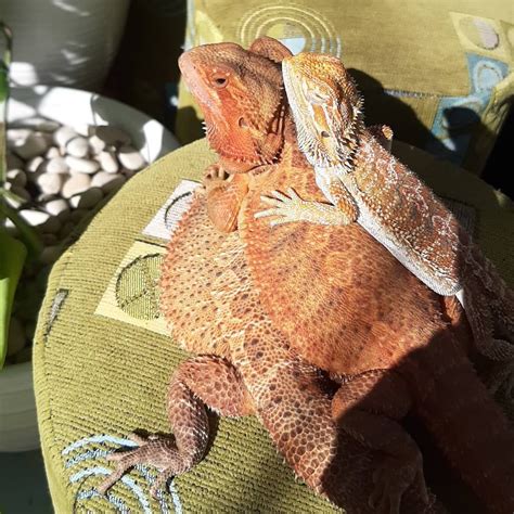 17 How To Tell Male Or Female Bearded Dragon Ideas
