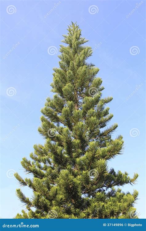 Beautiful Spring Pine Tree On Blue Sky Stock Photo Image Of Woodland