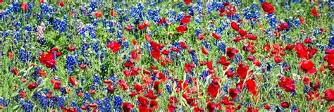 Check spelling or type a new query. Bluebonnets Dans Le Pays De Côte Du Texas Image stock ...