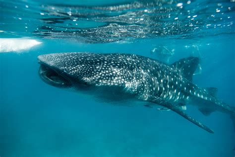 The Magnificent Vision Of Whale Sharks An Exploration Of How The Worlds Largest Fish See