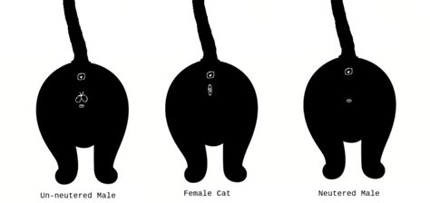 How To Tell The Sex Of A Cat A Cat Sexing Guide Tuxedo Cat