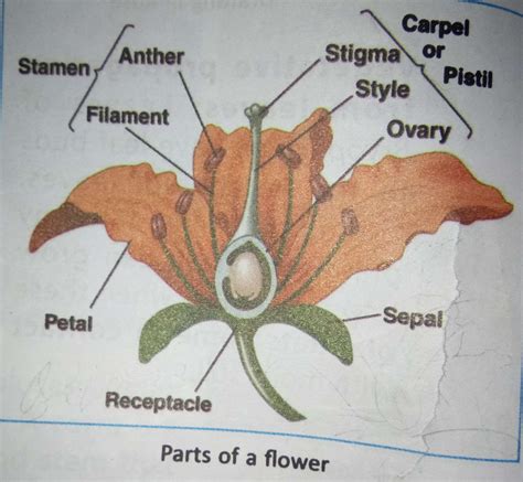 How To Draw Hibiscus Flower Anatomy Diagram L Draw And Label Otosection