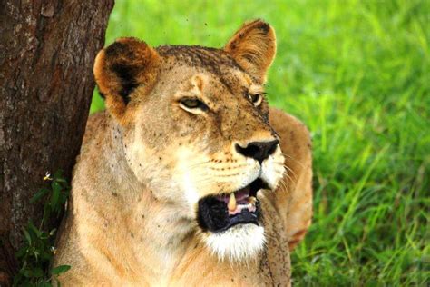 Kenia hat eigentlich alles zu bieten, was sich sowohl erlebnishungrige urlauber, wie auch sonnenhungrige. Kenia Urlaub vom Kenia Experten mit Erfahrung seit 1990