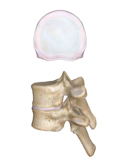 The Intervertebral Discs Anatomy And 3d Illustrations