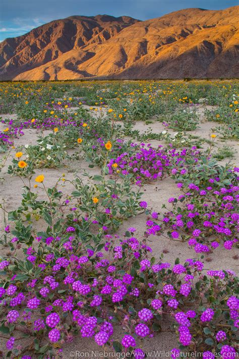 Desert Wildflowers Anza Borrego Desert State Park California