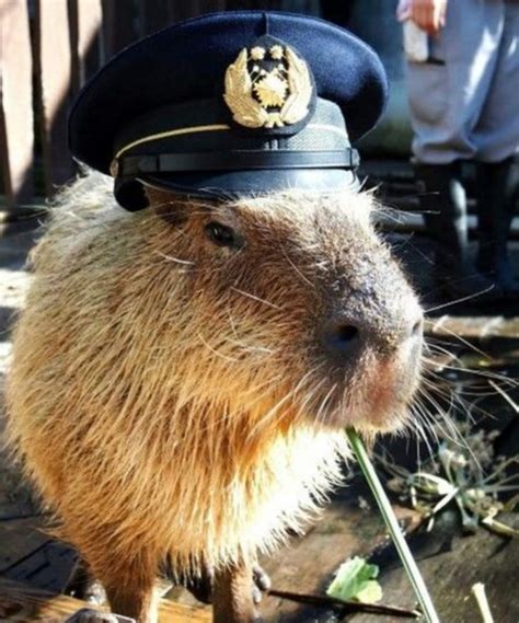 Pin By Laura Palmer On Зверушки In 2022 Capybara Cute Animals Cute