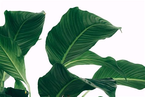 Minimalist Plant Desktop Wallpapers Top Free Minimalist Plant Desktop