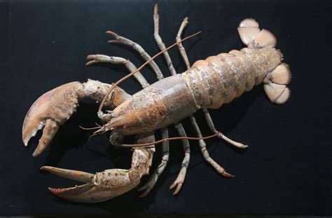 美洲海螯虾 长江文明馆
