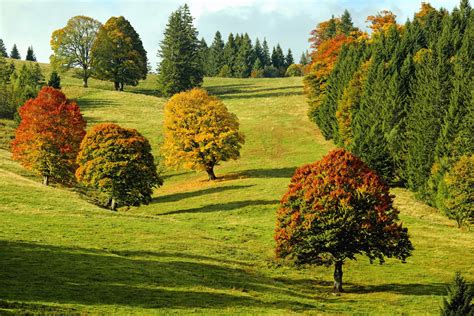 Kostenlose Bild Baum Landschaft Natur Blatt Hill Feld Rasen Herbst