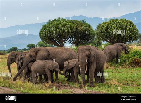African Bush Elephant Loxodonta Africana Iconic Member Of African