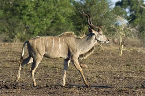 Naturetrek Wildlife Holidays South Africa Kruger Mammals