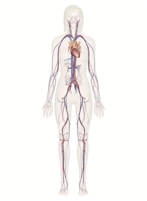 Interactive Guide To The Cardiovascular System Innerbody