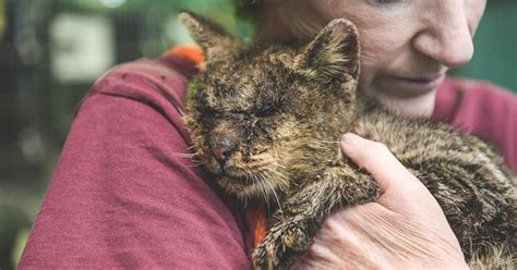 Animal Shelter Rescues Kitten Who They Thought Was Unadoptable