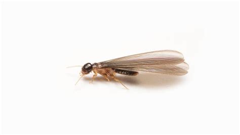 Termites Vs Flying Ants How To Tell The Difference Forbes Home