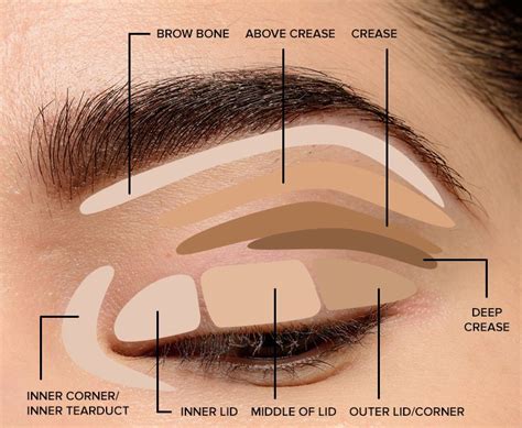 Where To Apply Eyeshadow Eye Makeup Diagram Basic Eye