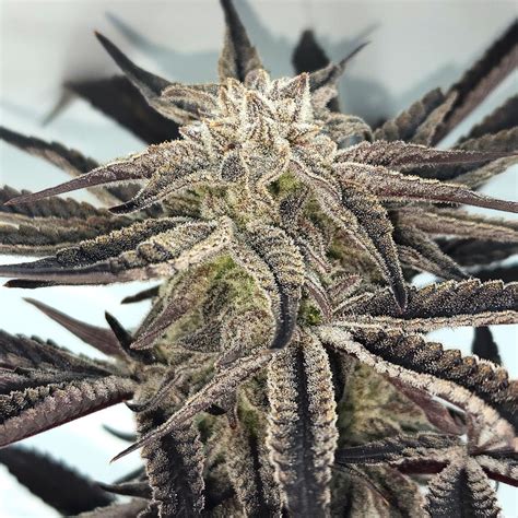 Crazy Cow Strain Info Crazy Cow Weed By Elev8 Seeds Growdiaries
