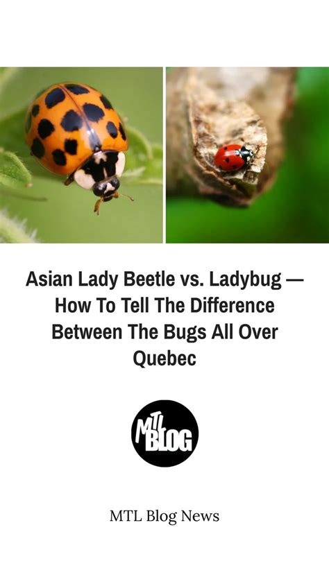 asian lady beetle vs ladybug — how to tell the difference between the bugs all over quebec