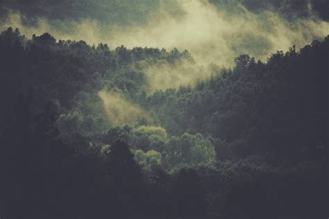 Cloud Dark Fog Forest Landscape Light Mist Nature Free