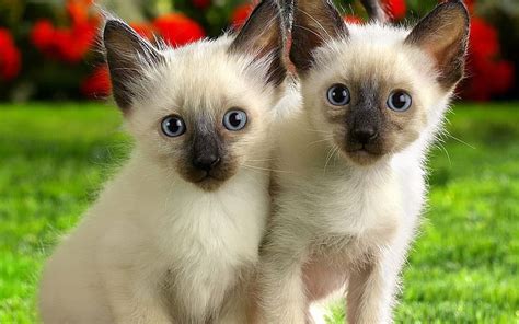 720p Free Download Twins Pretty Twin Siamese Kittens Cats