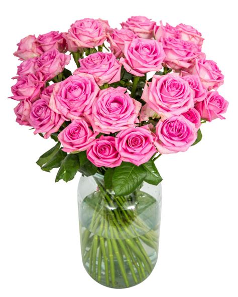 30 Long Stemmed Pink Roses Fresh Pink Roses Pink Roses Pink Roses